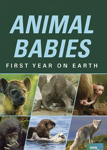Animal Babies: First Year on Earth Ne Zaman?'