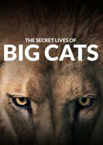 The Secret Lives of Big Cats Ne Zaman?'