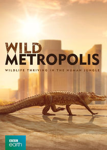 Wild Metropolis Ne Zaman?'