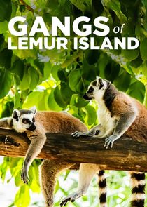 Gangs of Lemur Island Ne Zaman?'
