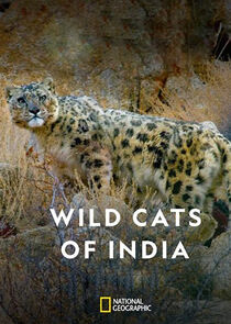 Wild Cats of India Ne Zaman?'