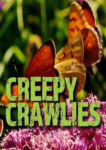 Creepy Crawlies Ne Zaman?'