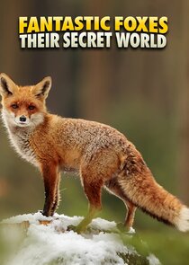Fantastic Foxes: Their Secret World Ne Zaman?'