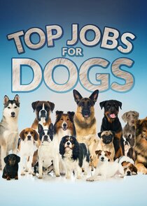 Top Jobs for Dogs Ne Zaman?'