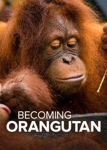 Becoming Orangutan Ne Zaman?'