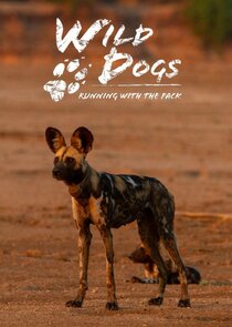 Wild Dogs: Running with the Pack Ne Zaman?'