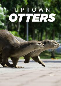 Uptown Otters Ne Zaman?'