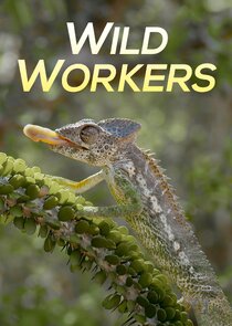 Wild Workers Ne Zaman?'