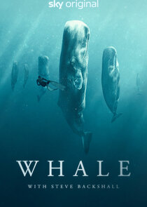 Whale with Steve Backshall Ne Zaman?'