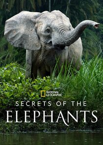 Secrets of the Elephants Ne Zaman?'