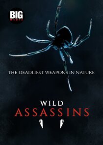 Wild Assassins Ne Zaman?'