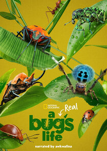 A Real Bug's Life Ne Zaman?'