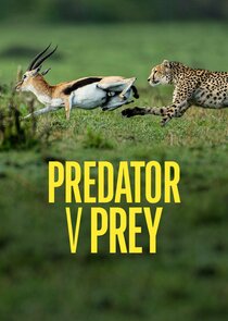 Predator vs Prey Ne Zaman?'