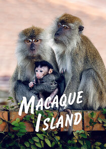 Macaque Island Ne Zaman?'