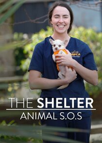 The Shelter: Animal SOS Ne Zaman?'