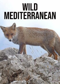 Wild Mediterranean Ne Zaman?'