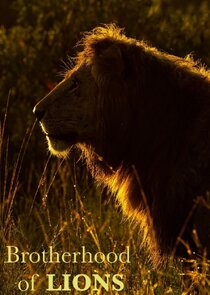 Brotherhood of Lions Ne Zaman?'