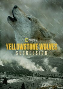 Yellowstone Wolves: Succession Ne Zaman?'