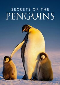 Secrets of the Penguins Ne Zaman?'