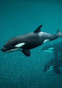 Killer Whale Chronicles Ne Zaman?'