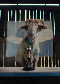 Sheep Ne Zaman?'