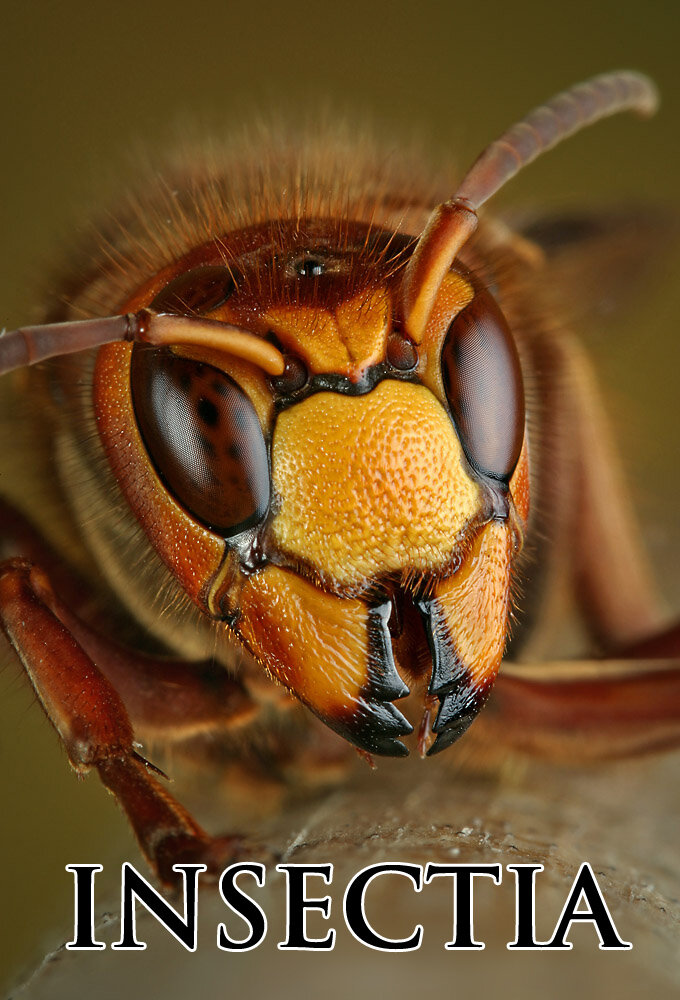 Insectia ne zaman