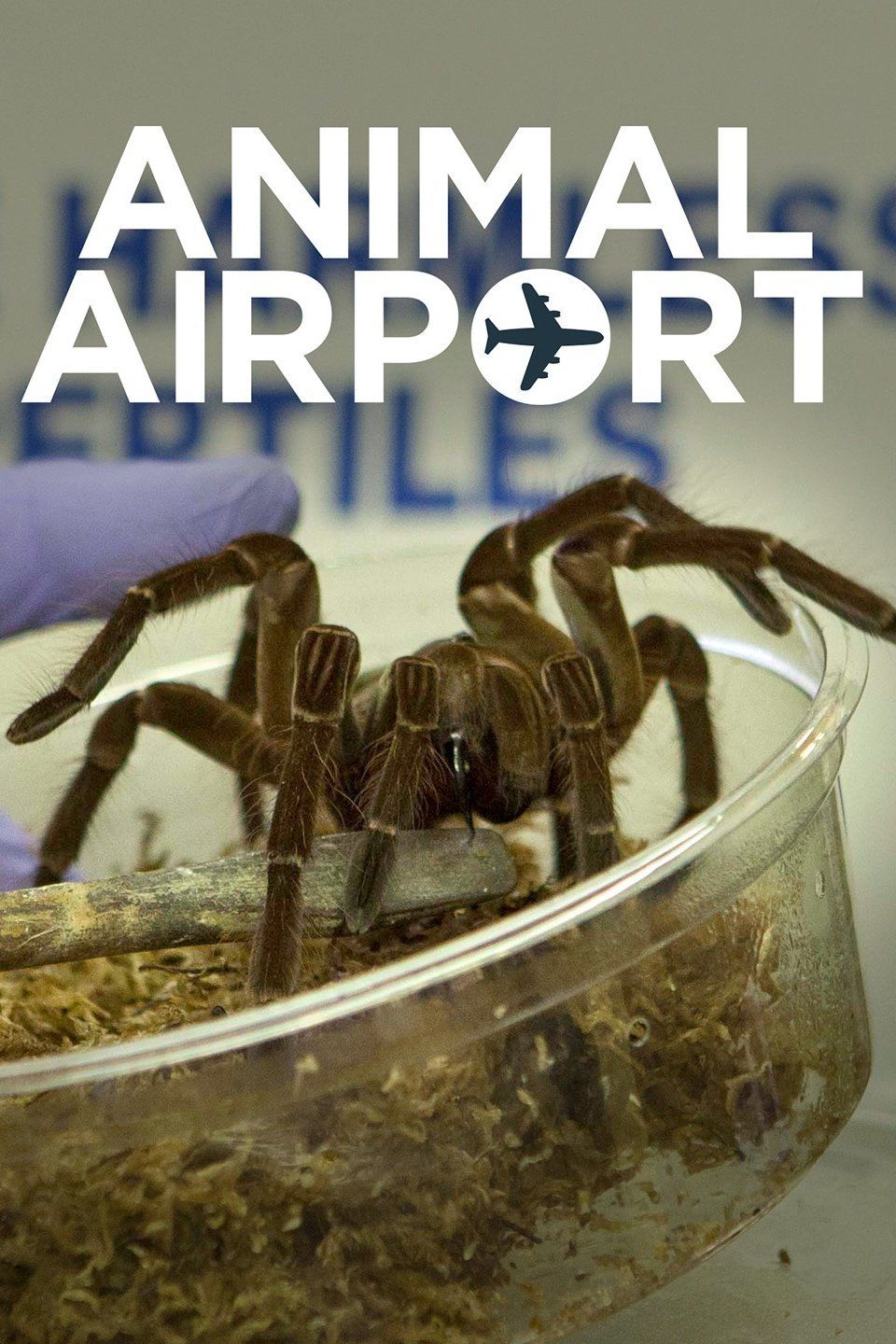 Animal Airport ne zaman