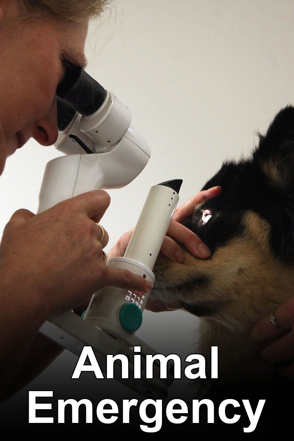 Animal Emergency ne zaman