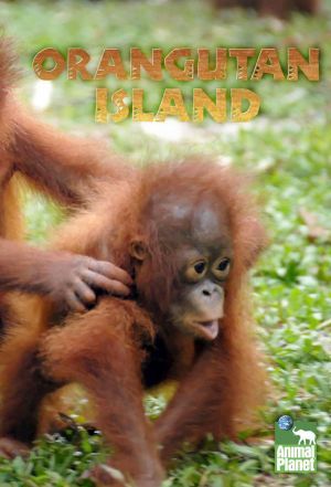 Orangutan Island ne zaman