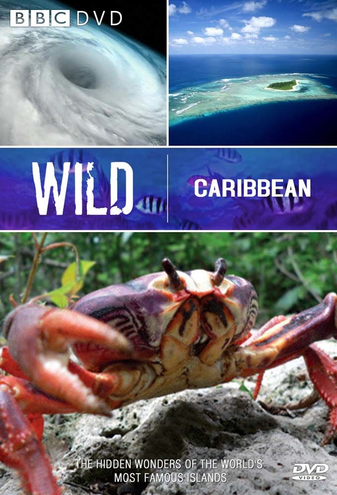 Wild Caribbean ne zaman