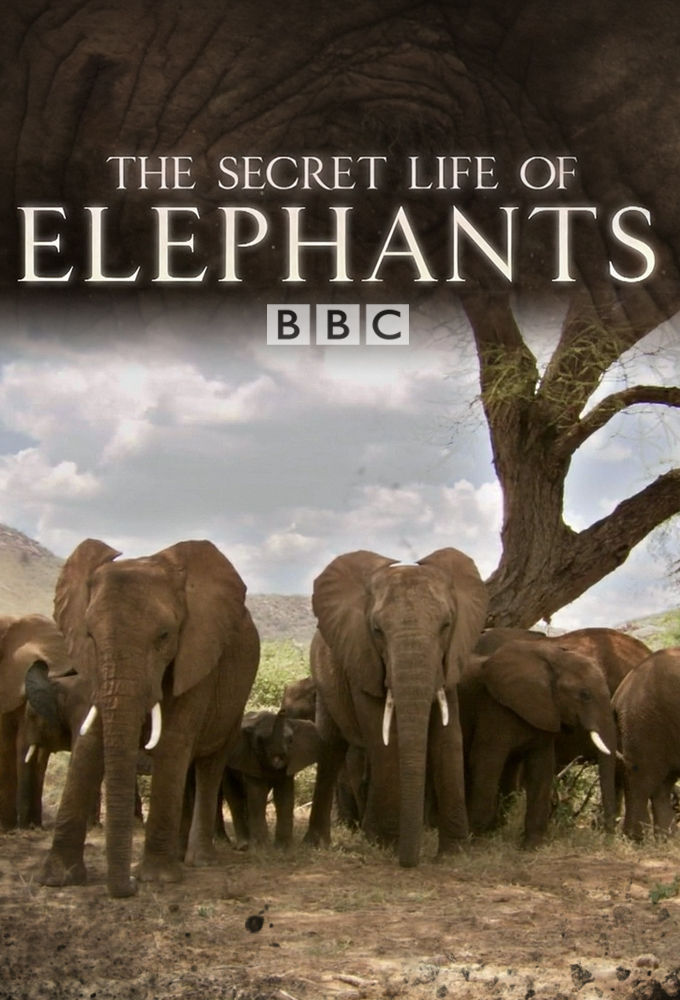 The Secret Life of Elephants ne zaman