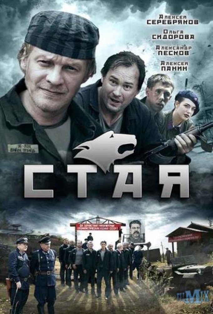 Стая ne zaman