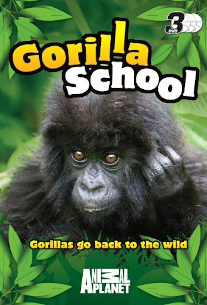 Gorilla School ne zaman