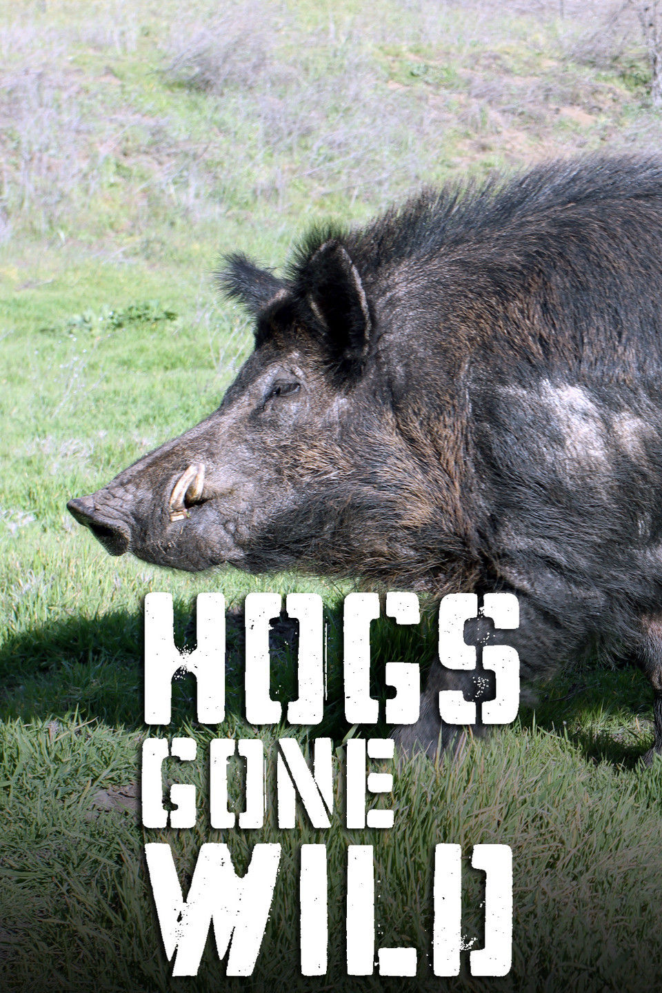 Hogs Gone Wild ne zaman
