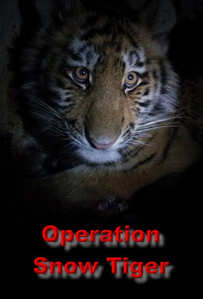 Operation Snow Tiger ne zaman