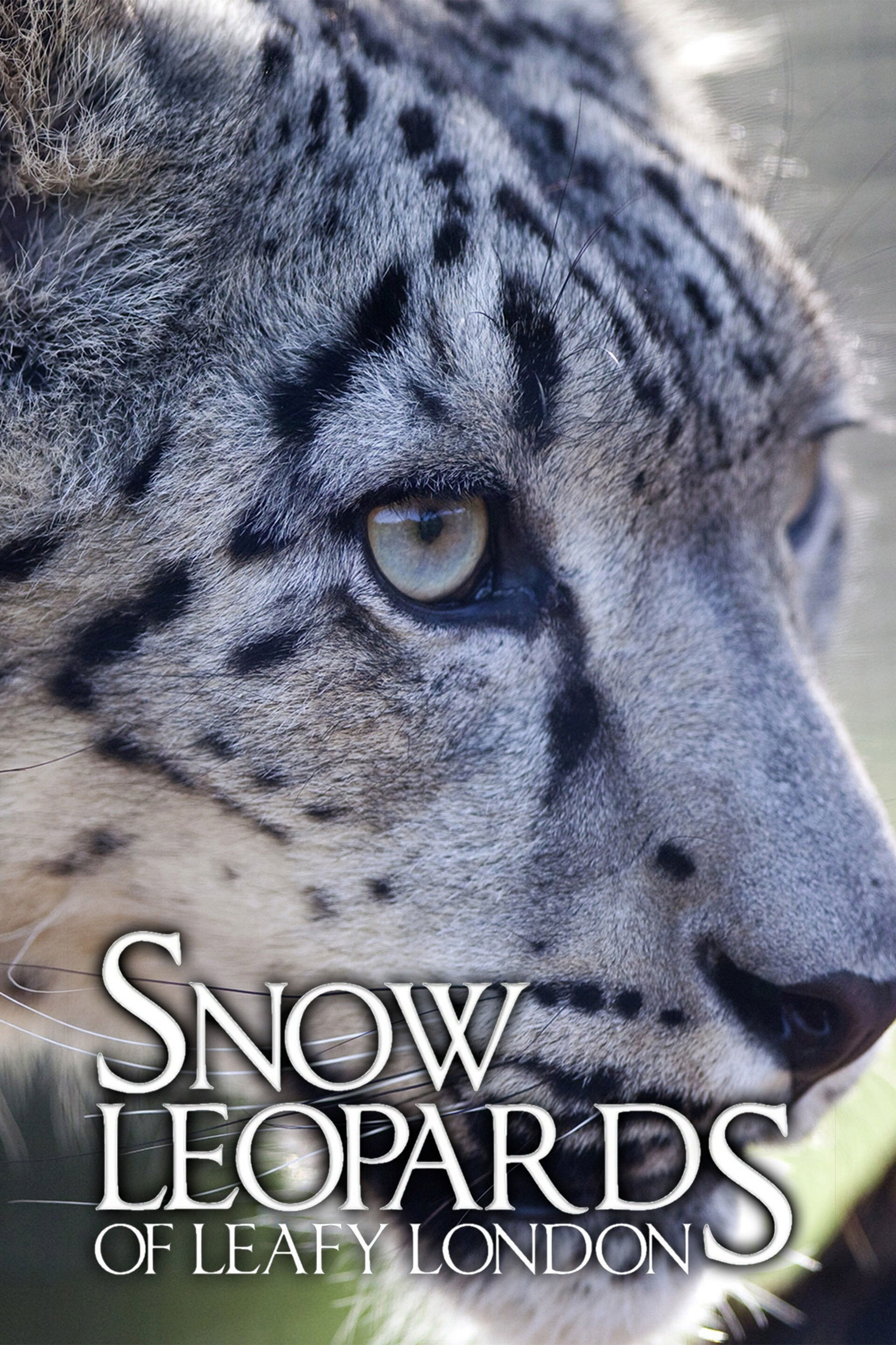 Snow Leopards of Leafy London ne zaman
