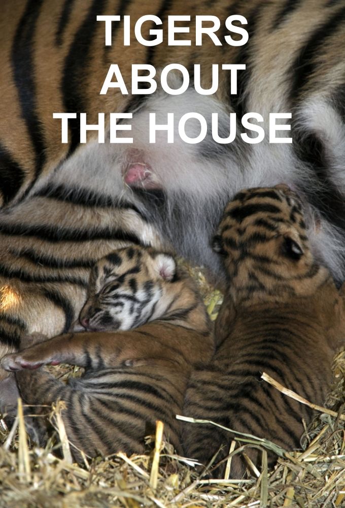 Tigers About the House ne zaman