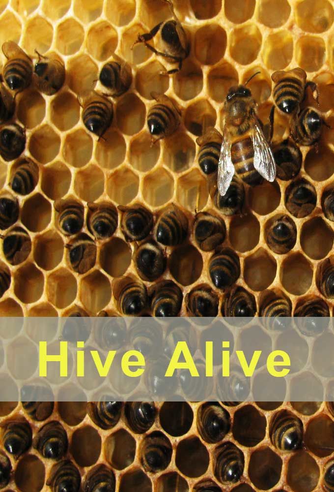 Hive Alive ne zaman