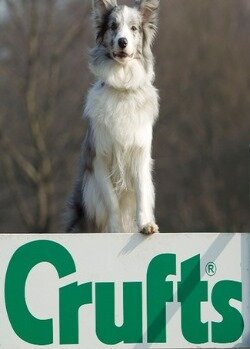 Crufts ne zaman