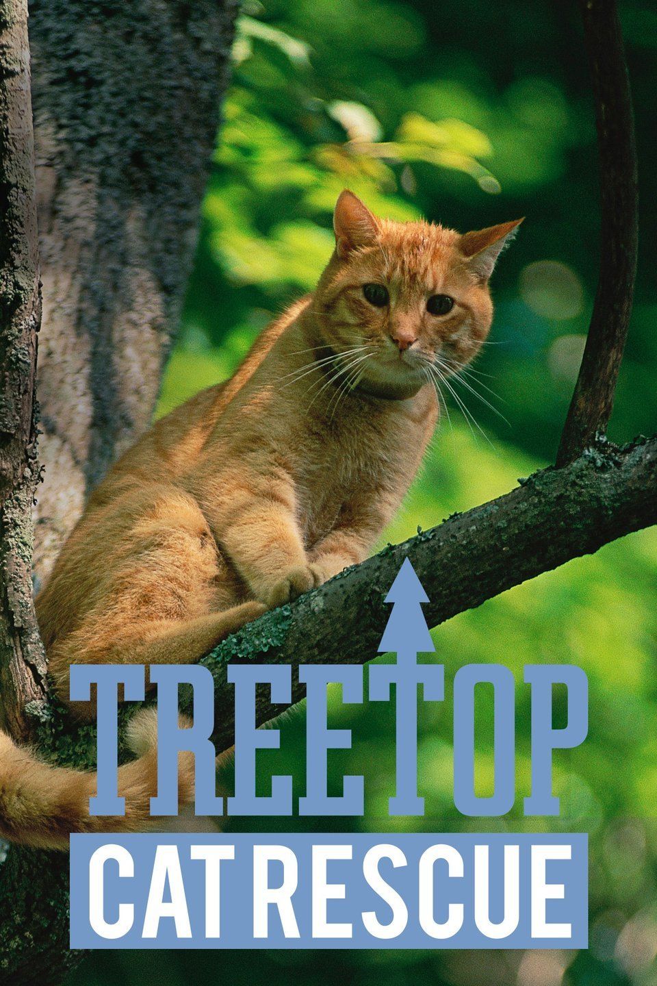 Treetop Cat Rescue ne zaman