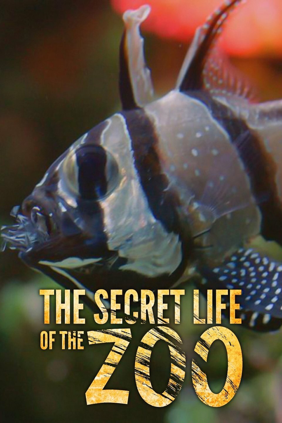 The Secret Life of the Zoo ne zaman