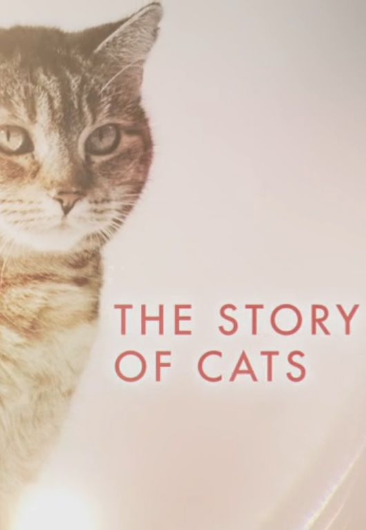 The Story of Cats ne zaman