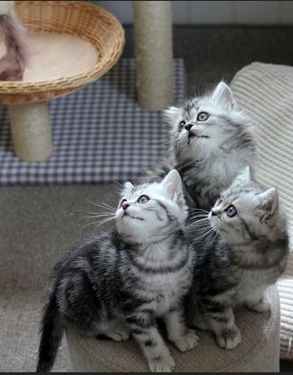 The Secret Life of Kittens ne zaman