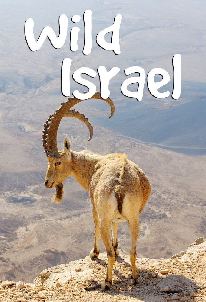 Wild Israel ne zaman