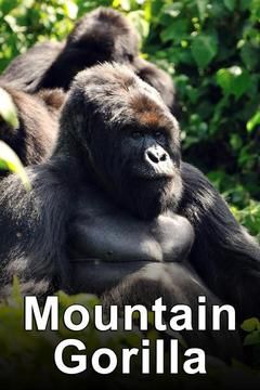Mountain Gorilla: Mission Critical ne zaman