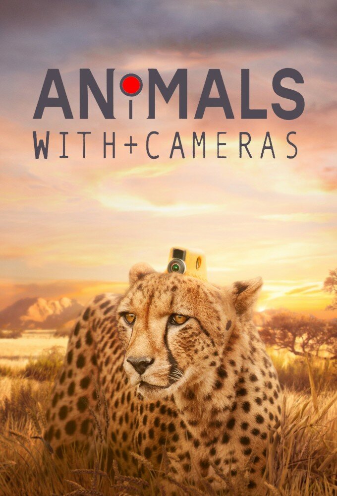 Animals with Cameras ne zaman
