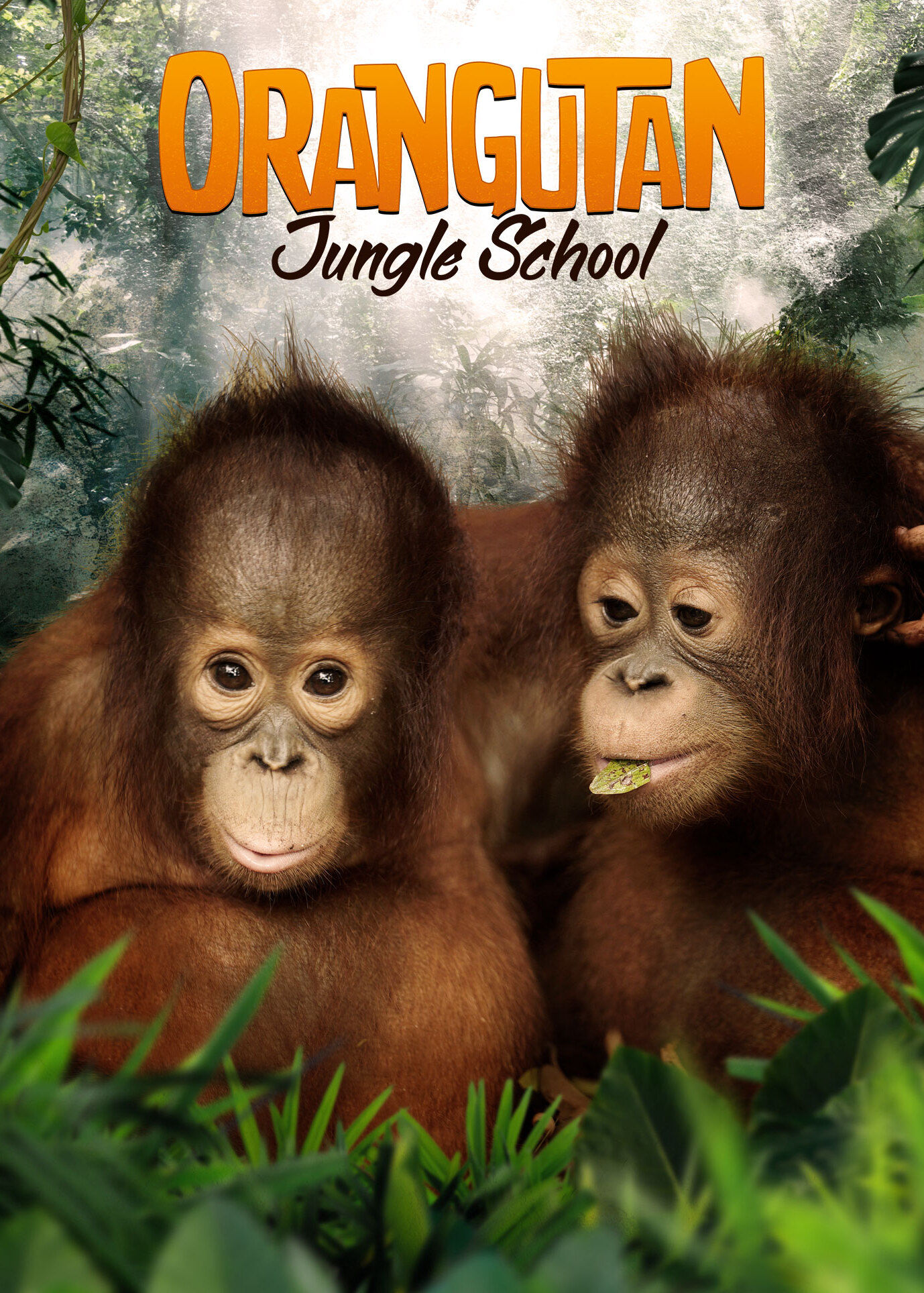 Orangutan Jungle School ne zaman