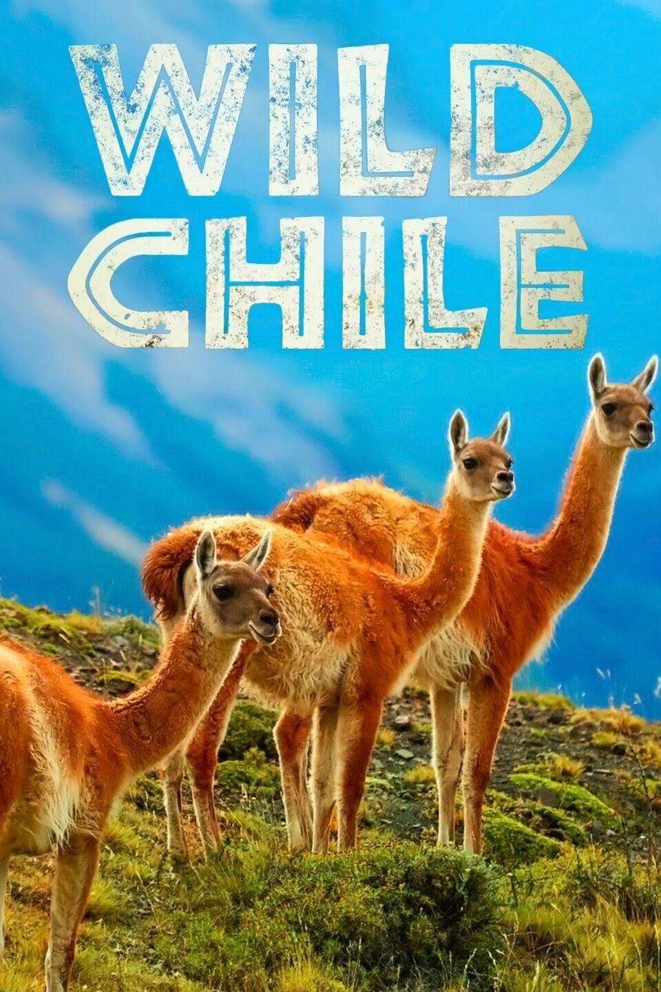 Wild Chile ne zaman
