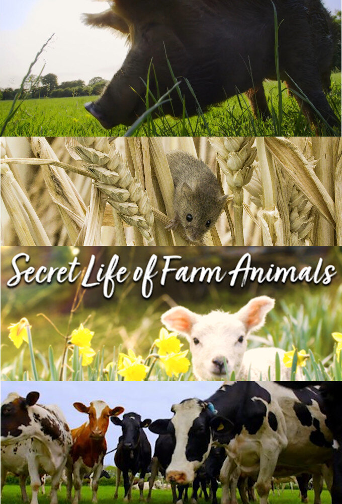Secret Life of Farm Animals ne zaman