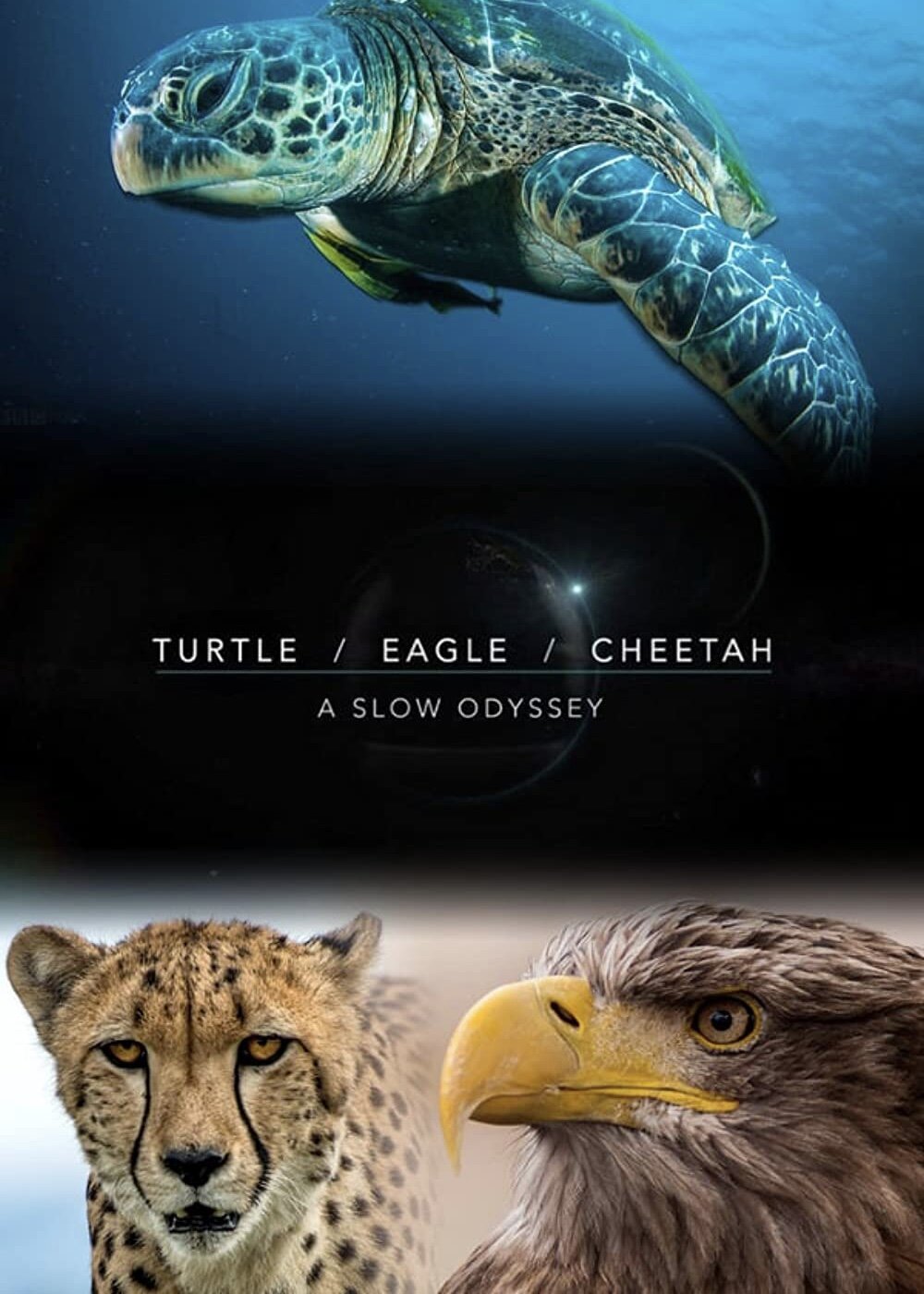 Turtle, Eagle, Cheetah: A Slow Odyssey ne zaman
